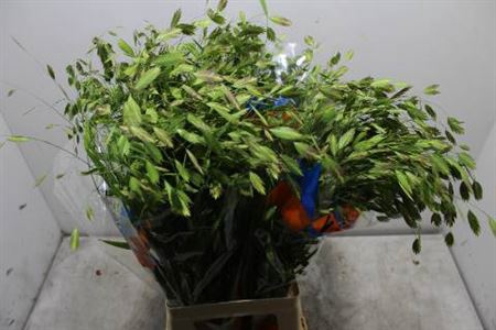 <h4>Chasmanthium Latifol</h4>