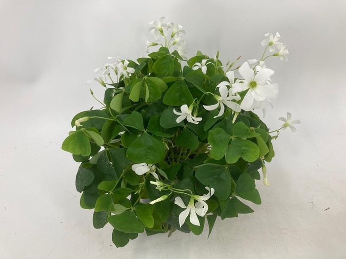 <h4>OXALIS REGNELLII</h4>