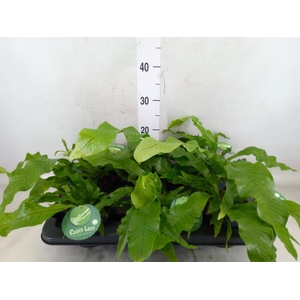 Microsorum musifolium 'Crocodyllus'