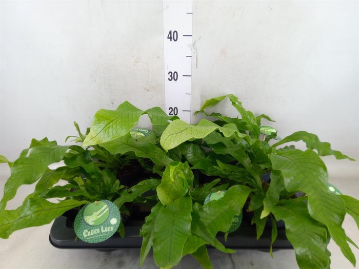 <h4>Microsorum musifolium 'Crocodyllus'</h4>