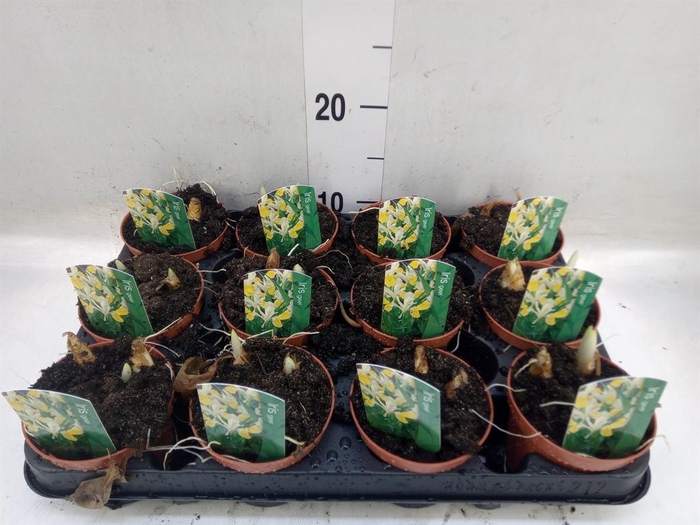 <h4>Iris bucharica</h4>