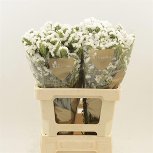 Statice Silvery Sun Birds | Heavy Quality