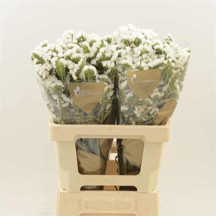 <h4>Statice Silvery Sun Birds | Heavy Quality</h4>