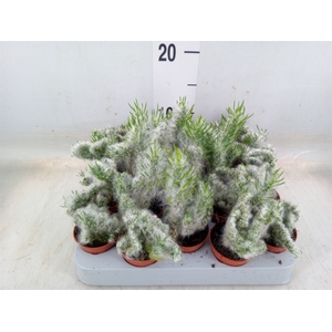 Opuntia