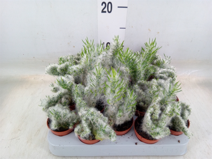 <h4>Opuntia</h4>