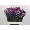 Aster Baby Pink