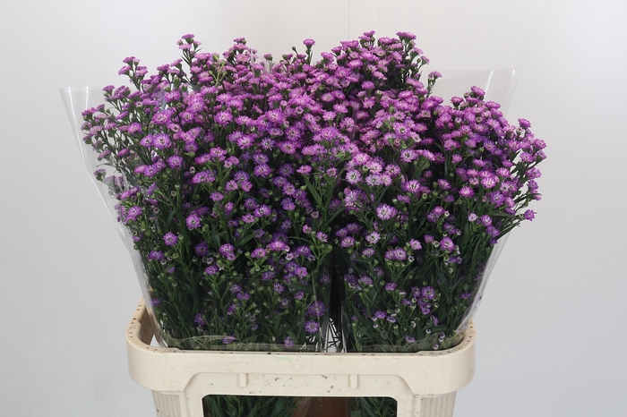 <h4>Aster Baby Pink</h4>