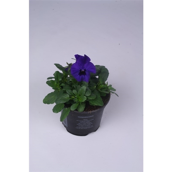 <h4>Viola Cornuta Grp Callisto F1 Blue</h4>