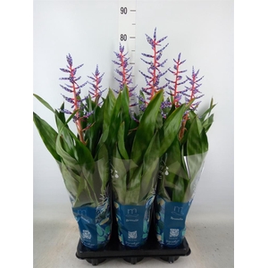 Aechmea  'Blue Rain'