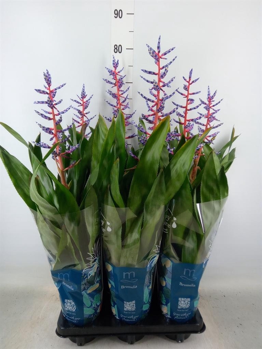<h4>Aechmea  'Blue Rain'</h4>