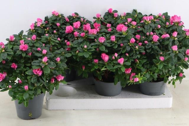 <h4>RHODO SI ROSE VOGEL</h4>