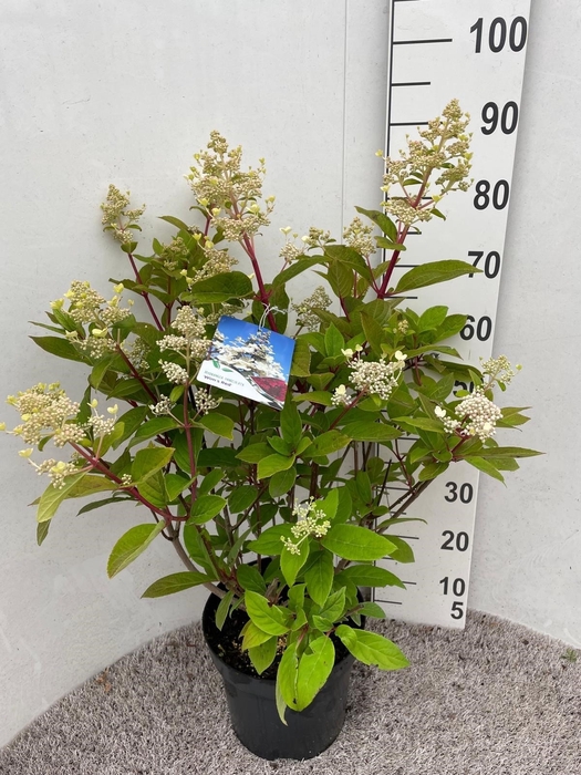 <h4>HYDR PANICULATA</h4>
