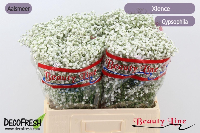 <h4>GYPS PA XLENCE</h4>