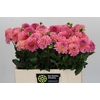 Dahlia Esli
