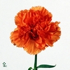 DI ST ORANGE MAGIC