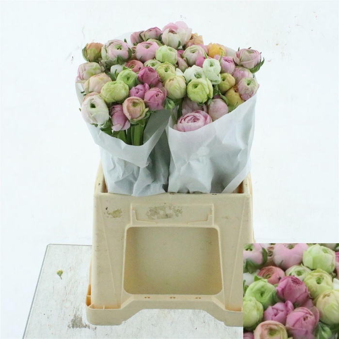 <h4>RAN SU GRAND PASTEL</h4>