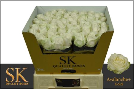 <h4>Rosa grootbloemig Avalanche+</h4>