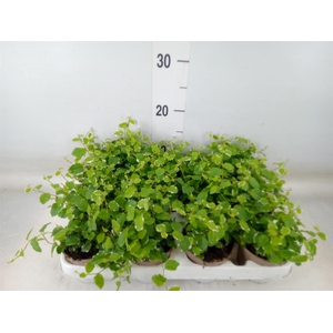 Ficus pumila 'White Sunny'