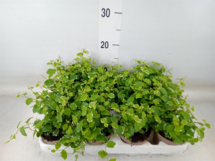 <h4>Ficus pumila 'White Sunny'</h4>