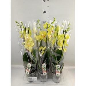 Phalaenopsis   ...yellow