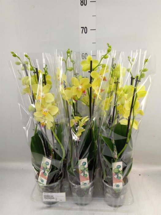 <h4>Phalaenopsis   ...yellow</h4>