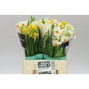 Narcissus Ta Mix
