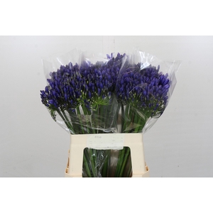 Agapanthus EYFORI Blue