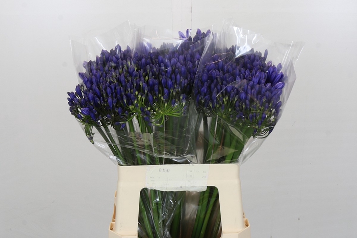 <h4>Agapanthus EYFORI Blue</h4>