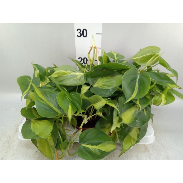 <h4>Philodendron scand. 'Brasil'</h4>