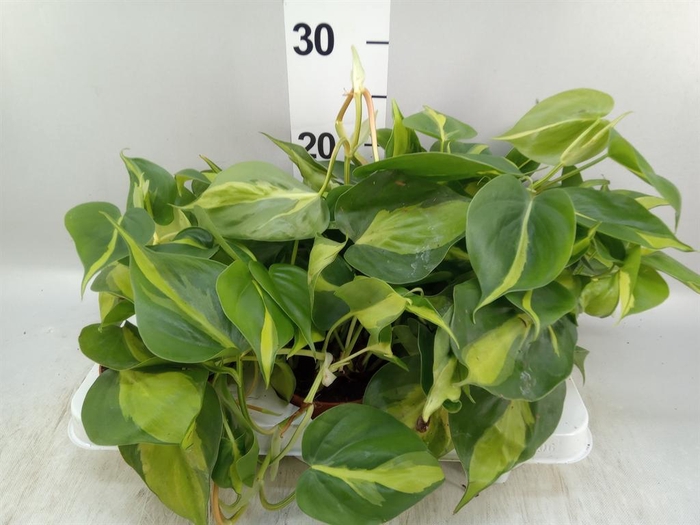 Philodendron scand. 'Brasil'