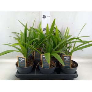 Trachycarpus fortunei