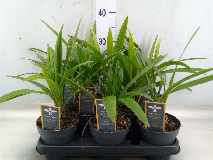 <h4>Trachycarpus fortunei</h4>