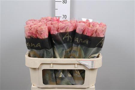 <h4>R Gr Moccachino</h4>