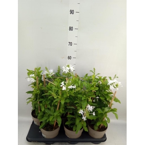Plumbago indica