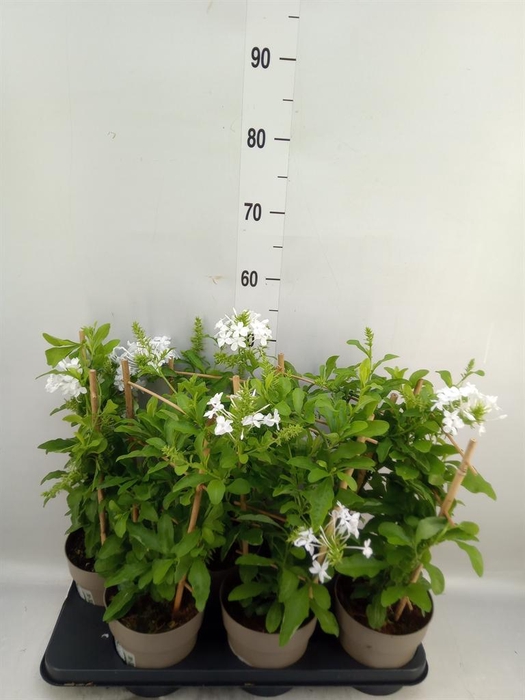 <h4>Plumbago indica</h4>