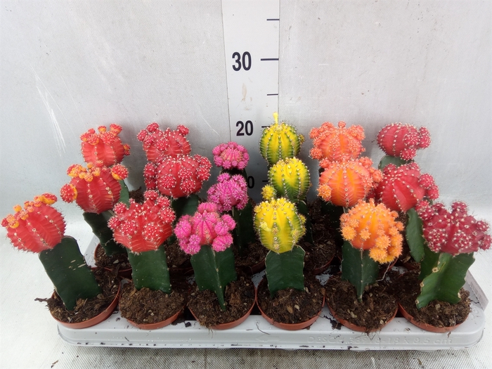 Gymnocalycium mihanov. 'Brasil'