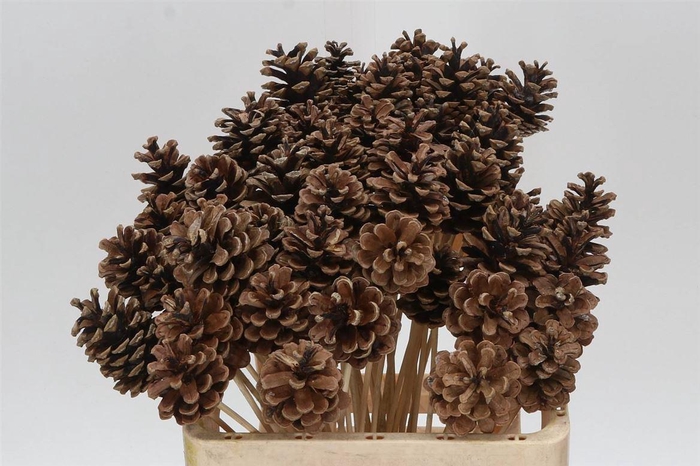 <h4>Dennenappel On Stem</h4>