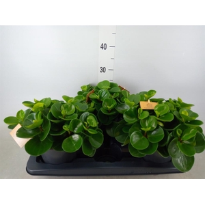 Peperomia obt. 'Green Gold'