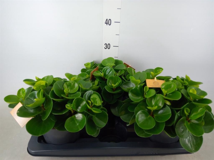 <h4>Peperomia obt. 'Green Gold'</h4>