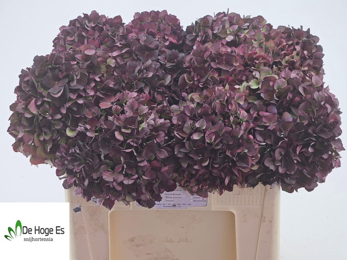 <h4>HYDR M MAG RUBY CL P</h4>