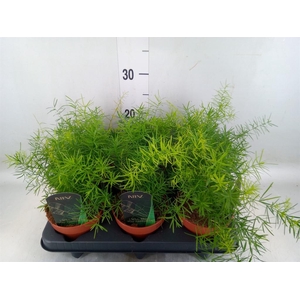 Asparagus dens. 'Mazeppa'