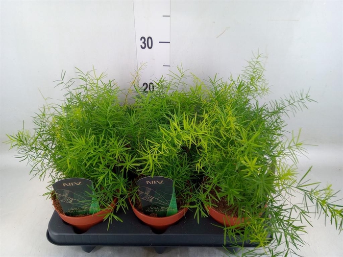 <h4>Asparagus dens. 'Mazeppa'</h4>