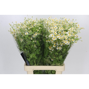 Tanacetum Camille
