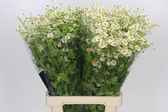 <h4>Tanacetum Camille</h4>