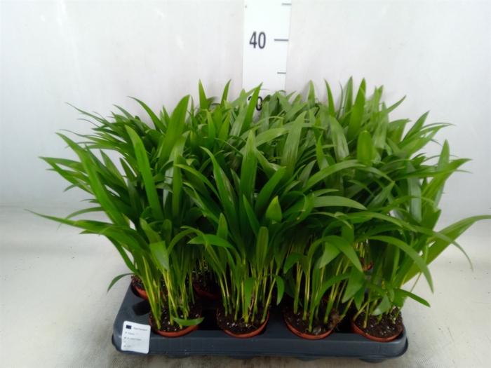 <h4>Dypsis lutescens   ...Chrysalidoca</h4>
