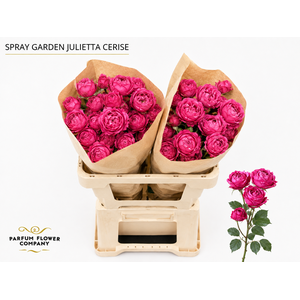 Rosa Spray Garden Julietta Cerise