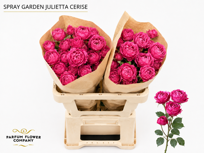 <h4>Rosa Spray Garden Julietta Cerise</h4>