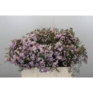 Chamelaucium dancing queen