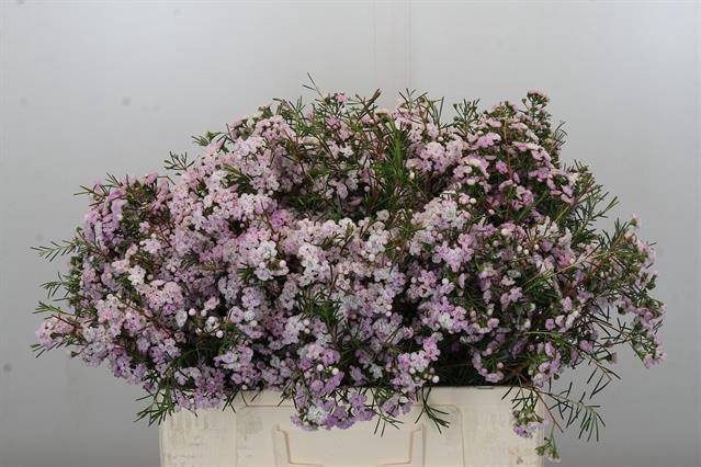 <h4>Chamelaucium dancing queen</h4>