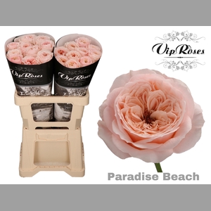 R KL PARADISE BEACH x20